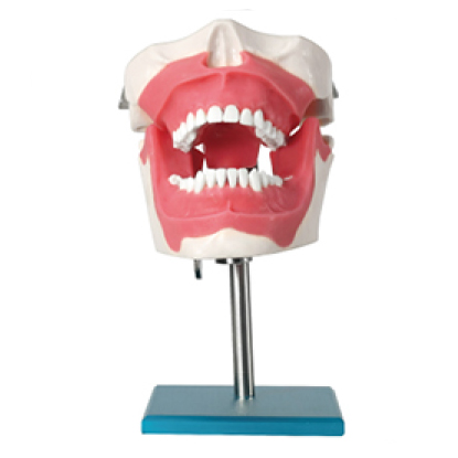 Jingle JG-M2 — Модель для удаления зубов под наркозом